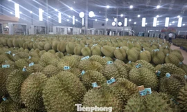 Kiến nghị khẩn việc ách tắc sầu riêng ở Đắk Lắk