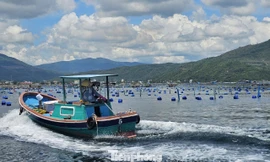 Lồng bè ken đặc ở ‘thủ phủ’ tôm hùm