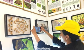 Bảo tàng côn trùng độc nhất tại Vườn Quốc gia Yok Đôn