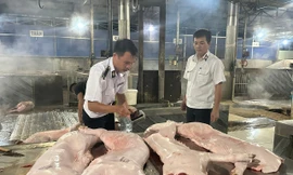 Đột xuất kiểm tra cơ sở giết mổ lợn trong đêm ở Đắk Lắk