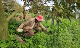 Hàng trăm nghìn héc-ta đất bị thoái hoá nặng, không bỏ phân cây lụi tàn