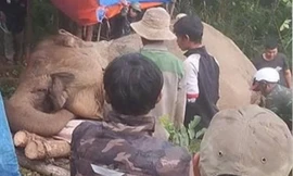 Voi cái ở Đắk Lắk chết với vết thủng ở bụng