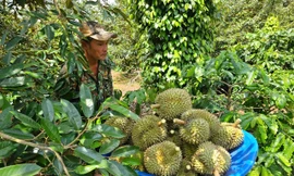 Sầu riêng vào vụ, Đắk Lắk chỉ đạo xử lý gian lận, truy gốc rõ ràng