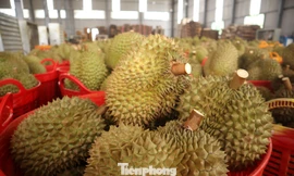 Tin mới về sầu riêng Đắk Lắk sau ‘cú sốc’ tắc gần 2.000 container 