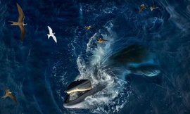 Cận cảnh cá voi săn mồi ngoạn mục gần bờ biển Gia Lai