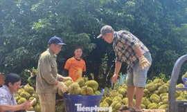 Buôn sầu riêng nhanh giàu nhưng dễ 'bay' sổ đỏ