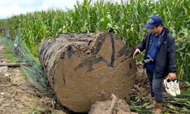 Tin mới vụ đào bờ sông Ayun để khai thác thân gỗ khủng