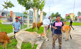 Hỗ trợ bò giống, trao 'cần câu' sinh kế cho người dân vùng bão lũ