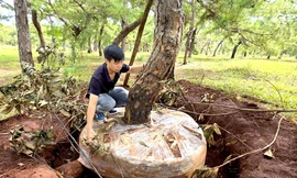 Tỉnh Gia Lai yêu cầu cần có giải pháp bảo vệ rừng thông bonsai thường xuyên bị mất trộm