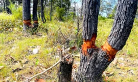 Cả cánh rừng bị chặt quanh gốc, chết dần 