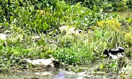 Heo chết thối vứt bừa bãi ở suối Hội Phú