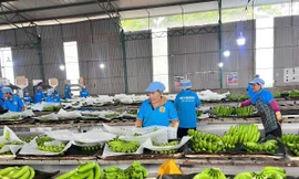 Quảng Tây và Gia Lai 'bắt tay' mở rộng đường xuất nông sản sang Trung Quốc 