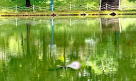 Phát hiện thi thể xăm hình cá chép nổi trên mặt hồ công viên ở Gia Lai