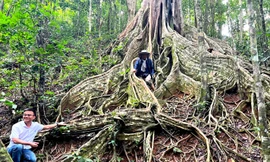 Sáu cây đa có dáng thế đặc biệt ở Gia Lai được công nhận Cây Di sản Việt Nam