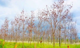 Rà soát toàn diện dự án chuyển đổi 50.000 ha rừng nghèo sang trồng cao su