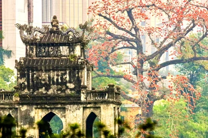 Hà Nội rực đỏ sắc hoa gạo trong những ngày giao mùa