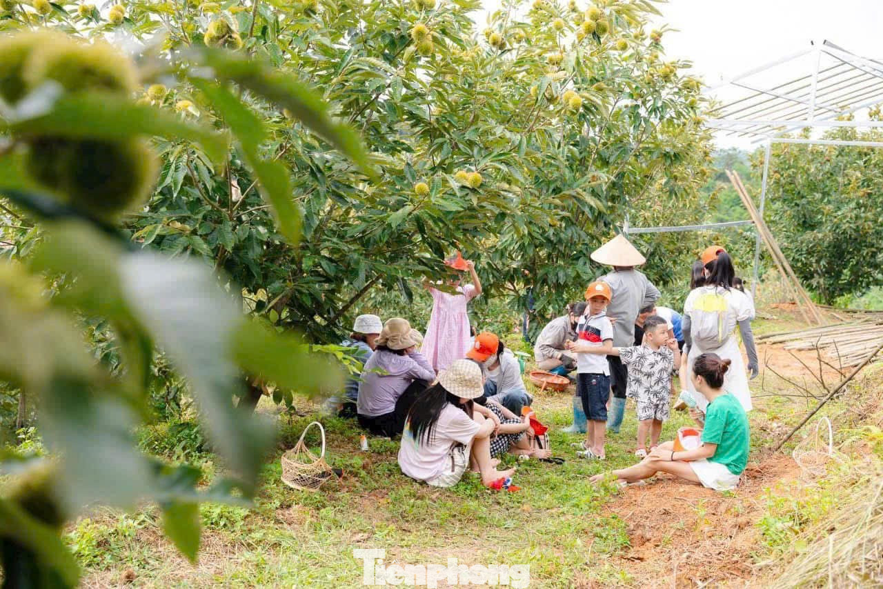Trải nghiệm tại vườn dẻ. tp-d2.jpg