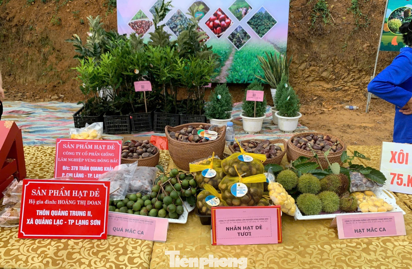 Hạt dẻ xứ Lạng có tiếng thơm, ngon, bùi đã giúp người dân xứ Lạng thoát nghèo. tp-d5.jpg