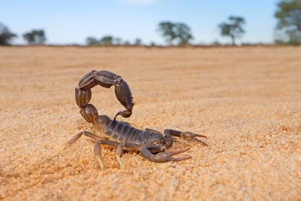 scorpio.jpg