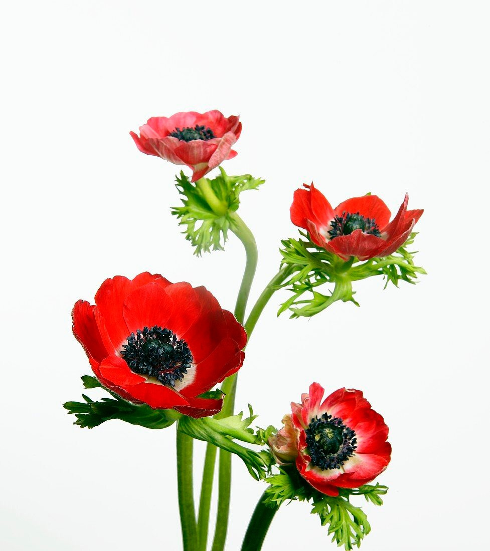 00646513-red-anemones-anemone-coronaria-poppy-anemone.jpg