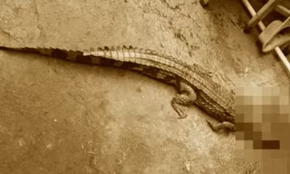 Bất ngờ phát hiện cá sấu dài 1,5m trên kênh, chính quyền ra thông báo khẩn