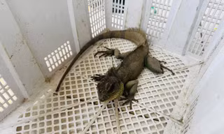 Bắt được ‘Rồng đất’ quý hiếm, nam thanh niên vội mang nộp cho công an