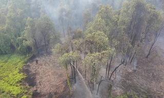 Đốt lửa lấy mật ong gây cháy 1,5 ha rừng ở Tây Ninh