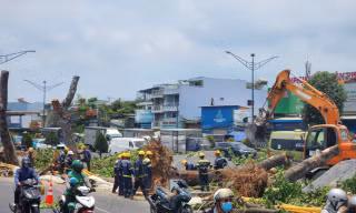Di dời hàng trăm cây xanh mở đường ga ngầm metro số 2