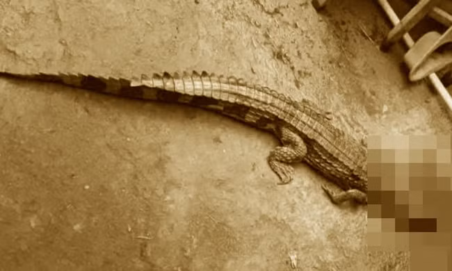 Bất ngờ phát hiện cá sấu dài 1,5m trên kênh, chính quyền ra thông báo khẩn