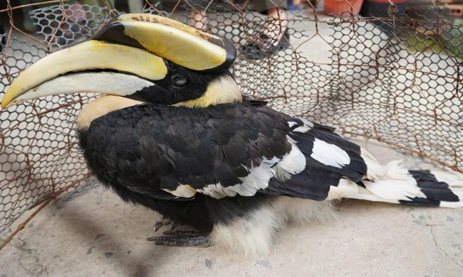 Chim hồng hoàng quý hiếm lạc vào ruộng ở Tây Ninh