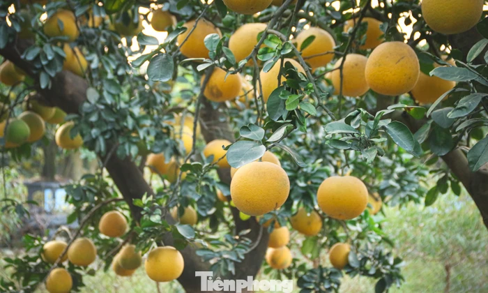 Bưởi cảnh, quất thế hàng chục triệu đồng 'rục rịch' xuống phố