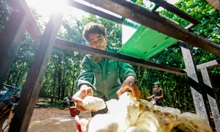 Giọt mủ cao su nghĩa tình chảy trên đất bạn Campuchia