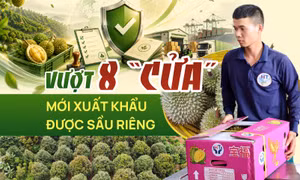 Nông dân thu hoạch sầu riêng