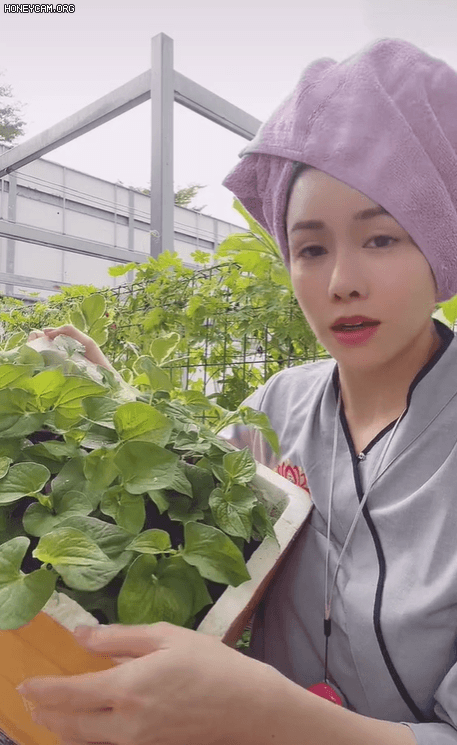 Nhật Kim Anh rao bán chậu rau diếp cá nhại theo một đoạn clip trên mạng. Nhật Kim Anh rao bán chậu rau diếp cá nhại theo một đoạn clip trên mạng.