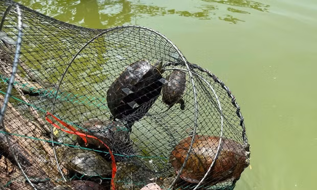 Bẫy bắt rùa tai đỏ tại hồ Hoàn Kiếm