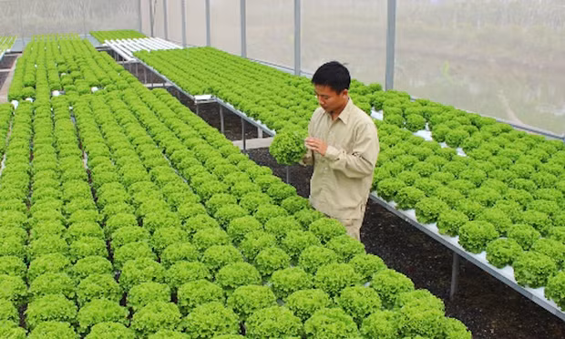 Hà Nội: Khuyến khích tập trung đất đai phát triển sản xuất quy mô lớn
