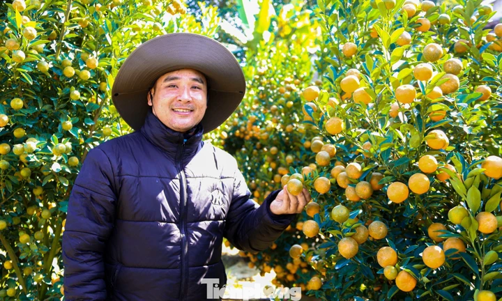 Quất Tết trúng mùa, nhà vườn dồn dập chốt đơn 