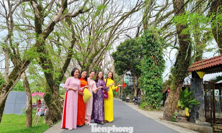 Du khách đổ về ngôi làng có hàng sưa cổ