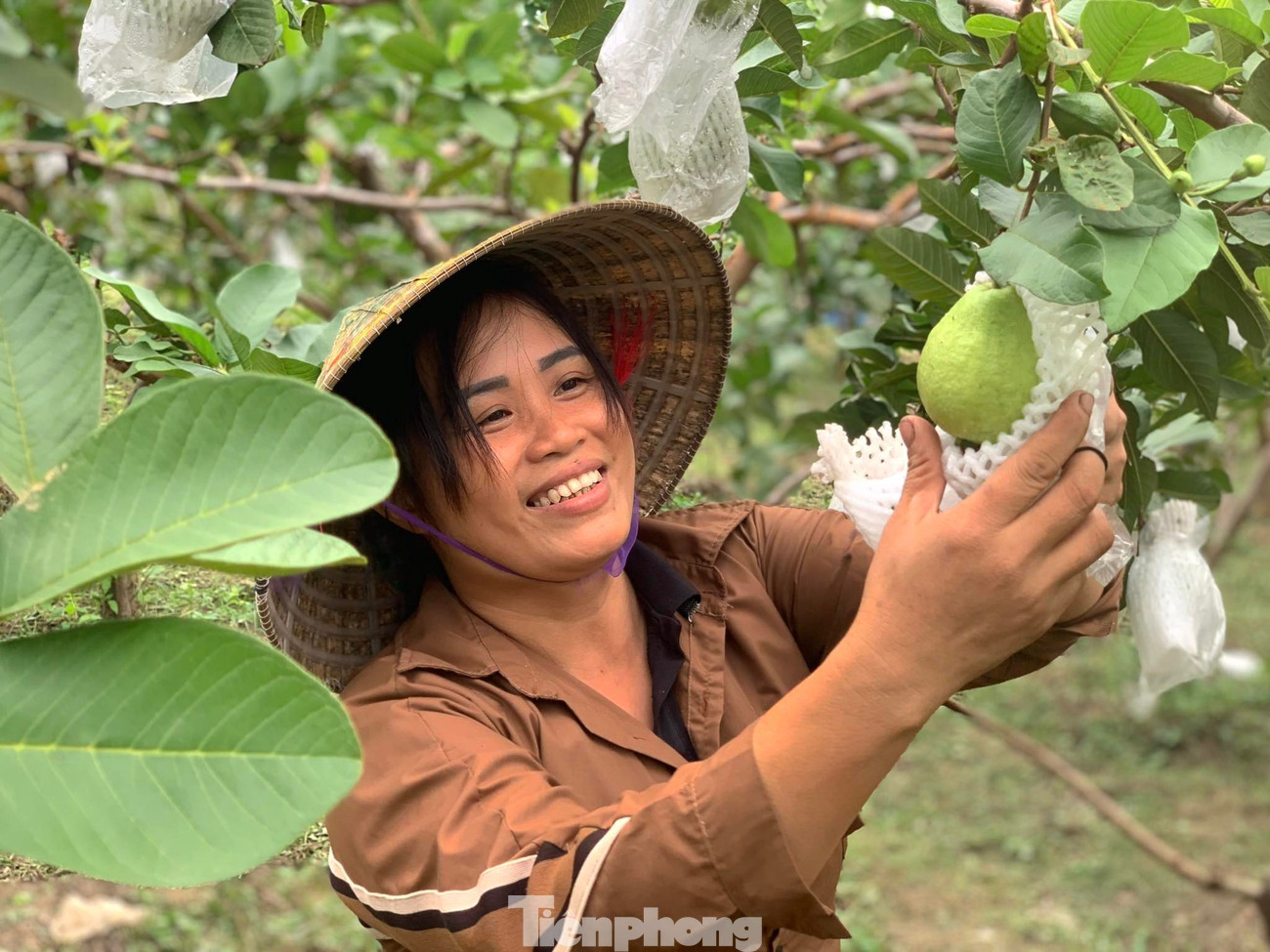 Chị Bùi Thị Mai bên vườn ổi trĩu quả. tp-hoai-12.jpg