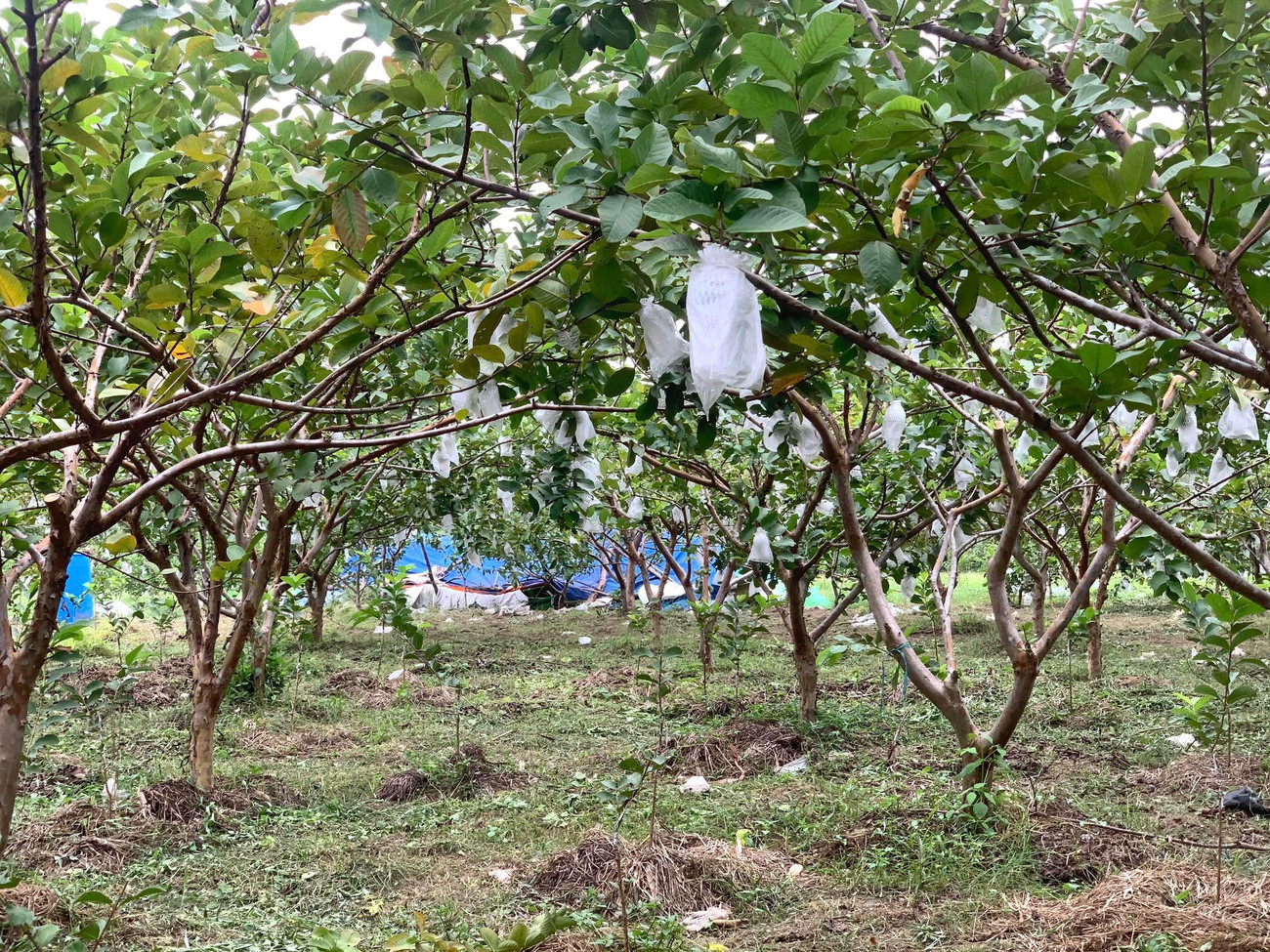 Vườn ổi trĩu quả. hoai-3.jpg