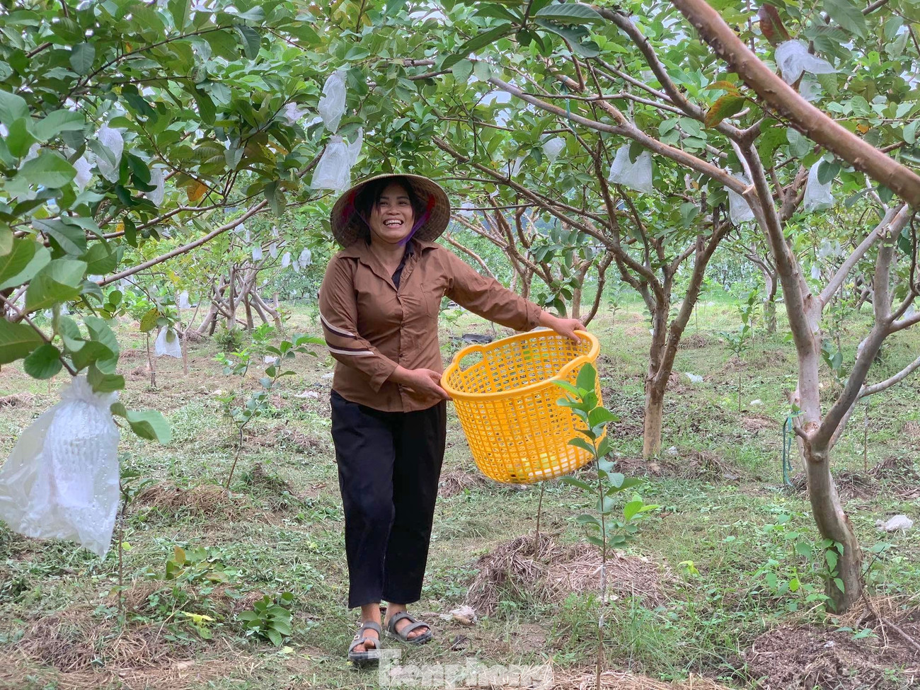Nhờ mô hình trồng ổi đã giúp hộ dân thoát nghèo, mở ra hướng đi mới về nông nghiệp tại địa phương. tp-hoai-kshsp.jpg
