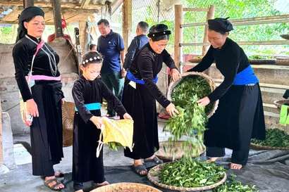 Khi cây chè trở thành điểm tựa giảm nghèo bền vững ở Thanh Thủy