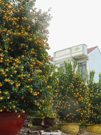 Quất được mùa, trái to như quýt, nhà vườn chốt đơn vèo vèo