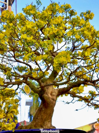 Mai vàng 500 triệu đồng xuống phố 