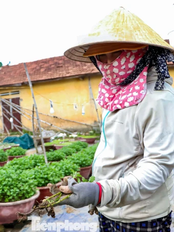 Người trồng cúc Đà Nẵng lao đao vì hoa thối rễ, khó cứu trước Tết