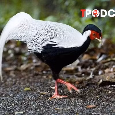 NÓNG 13/8: Từ vụ nuôi, bán gà lôi trắng nhận án 6 năm tù: Cục Kiểm lâm chỉ cách nuôi đúng luật