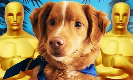 Chú cún gây sốc khi gửi tâm thư đến ban tổ chức giải Oscar 2026 "đòi quyền lợi"