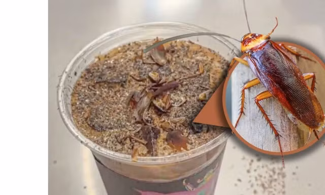 Cà phê gián gây sốc ở Trung Quốc