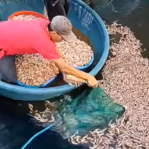 Tôm chết trắng hồ, hút cạn nước phát hiện vật lạ 