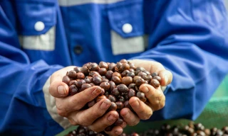 Cà phê là sản phẩm xuất khẩu giàu tiềm năng của Việt Nam